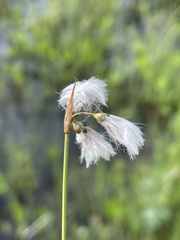Eriophorum gracile