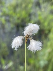 Eriophorum gracile