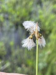 Eriophorum gracile
