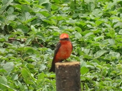 Pyrocephalus rubinus