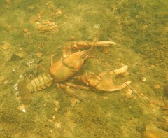 Cambarus girardianus