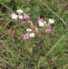Triphysaria versicolor