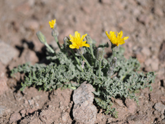 Crepis occidentalis conjuncta