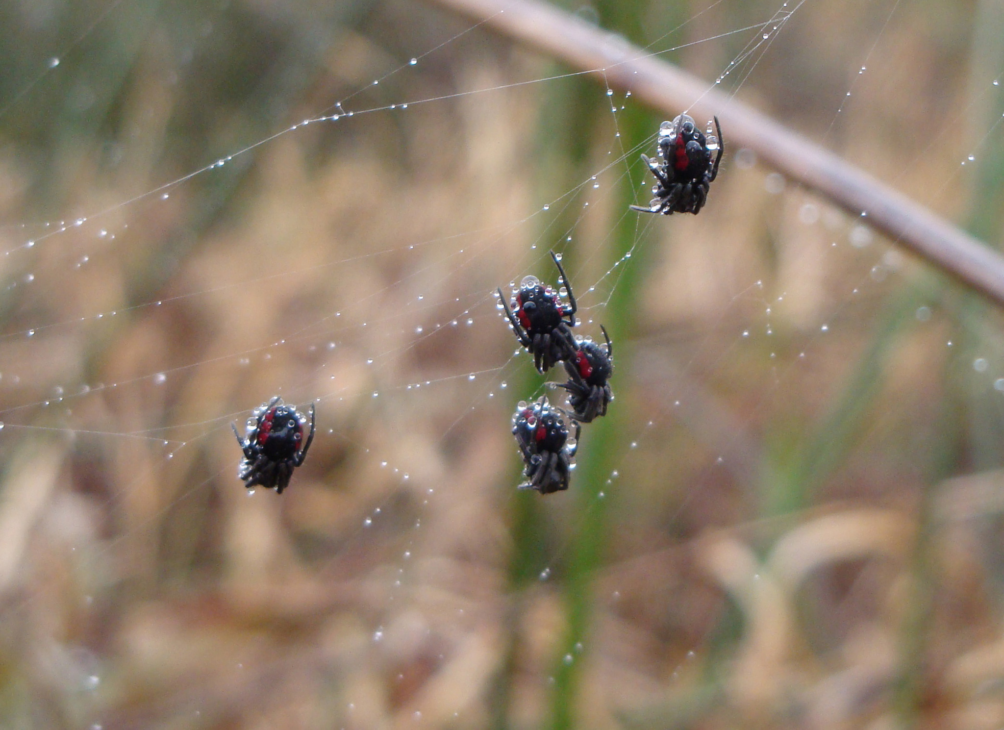 Araña ñandutí (Parawixia bistriata) · iNaturalist Mexico