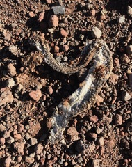 Coluber constrictor mormon