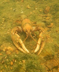 Cambarus girardianus