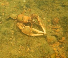 Cambarus girardianus