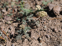 Lomatium nevadense nevadense
