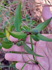 Persoonia laurina