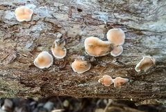 Aleurodiscus ochraceoflavus