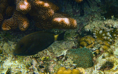 Acanthurus nigros