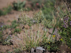 Poa wheeleri