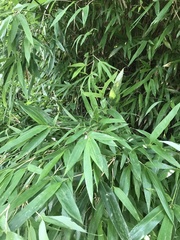 Phyllostachys makinoi