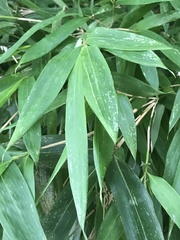 Phyllostachys makinoi