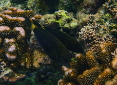 Acanthurus nigros