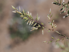 Poa wheeleri