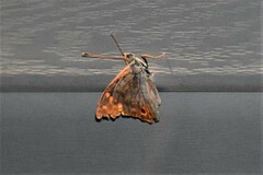 Apaturinae