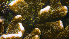 Sebastapistes cyanostigma