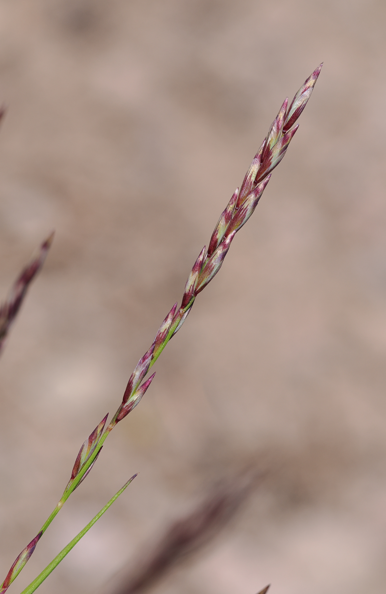 Melica bulbosa
