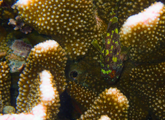 Sebastapistes cyanostigma