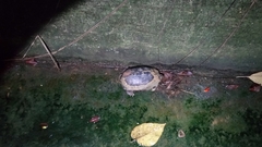 Mauremys mutica mutica