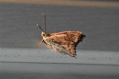 Apaturinae