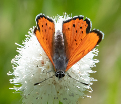 Lycaena cupreus