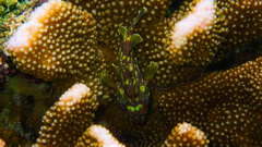 Sebastapistes cyanostigma