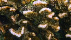 Sebastapistes cyanostigma