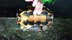 Mauremys mutica mutica