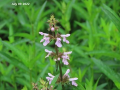 Stachys riederi