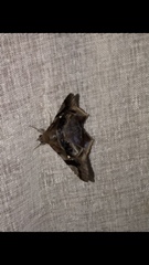 Euclystis guerini