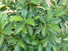 Ficus microcarpa