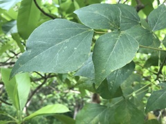 Erythrina corallodendron