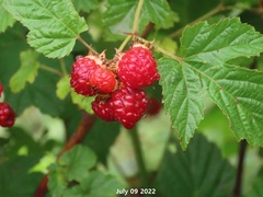 Rubus crataegifolius