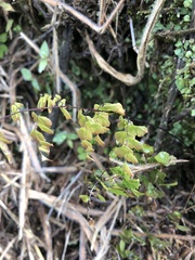 Adiantum concinnum image