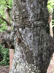 Erythrina corallodendron
