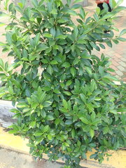 Ficus microcarpa
