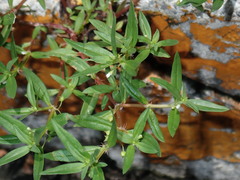 Oldenlandia corymbosa