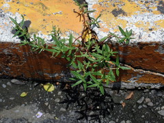 Oldenlandia corymbosa