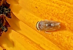 Colladonus montanus reductus