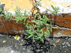 Oldenlandia corymbosa