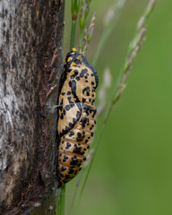 Aporia crataegi