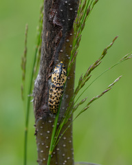 Aporia crataegi