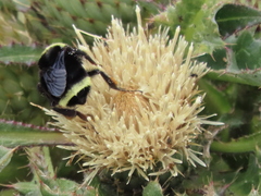 Cirsium quercetorum