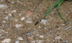 Anoplius samariensis