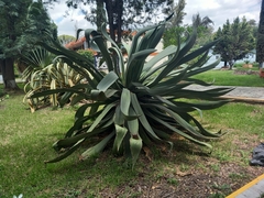 Agave mapisaga