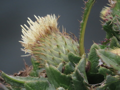 Cirsium quercetorum
