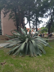 Agave mapisaga
