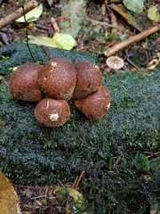 Lycoperdon compactum